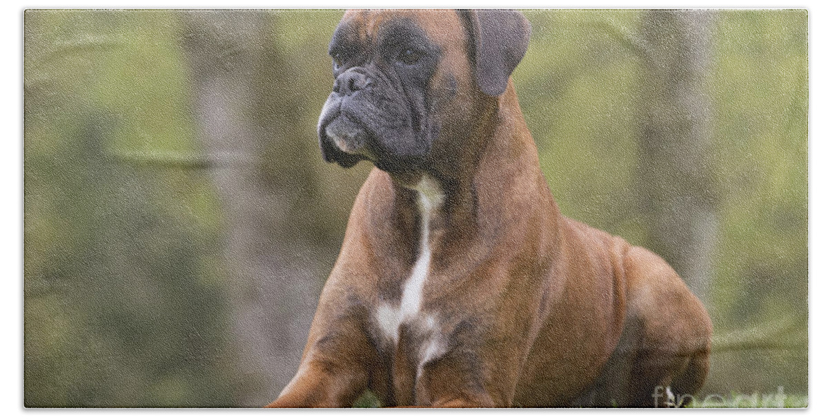 Dog Beach Towel featuring the photograph Boxer Dog #10 by Jean-Michel Labat