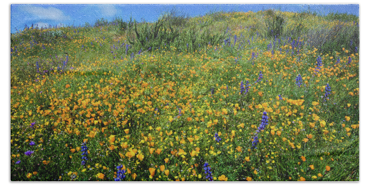 Photography Beach Towel featuring the photograph California Poppies Eschscholzia #10 by Panoramic Images