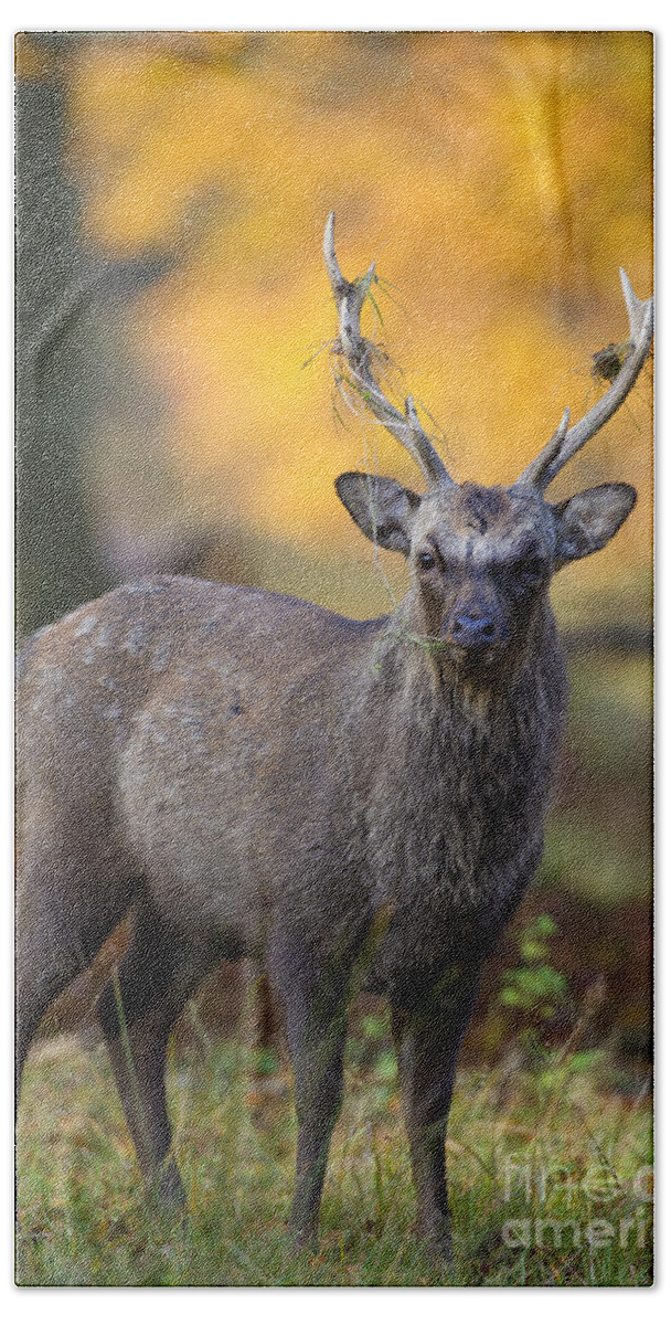 Sika Deer Beach Towel featuring the photograph 110307p072 by Arterra Picture Library