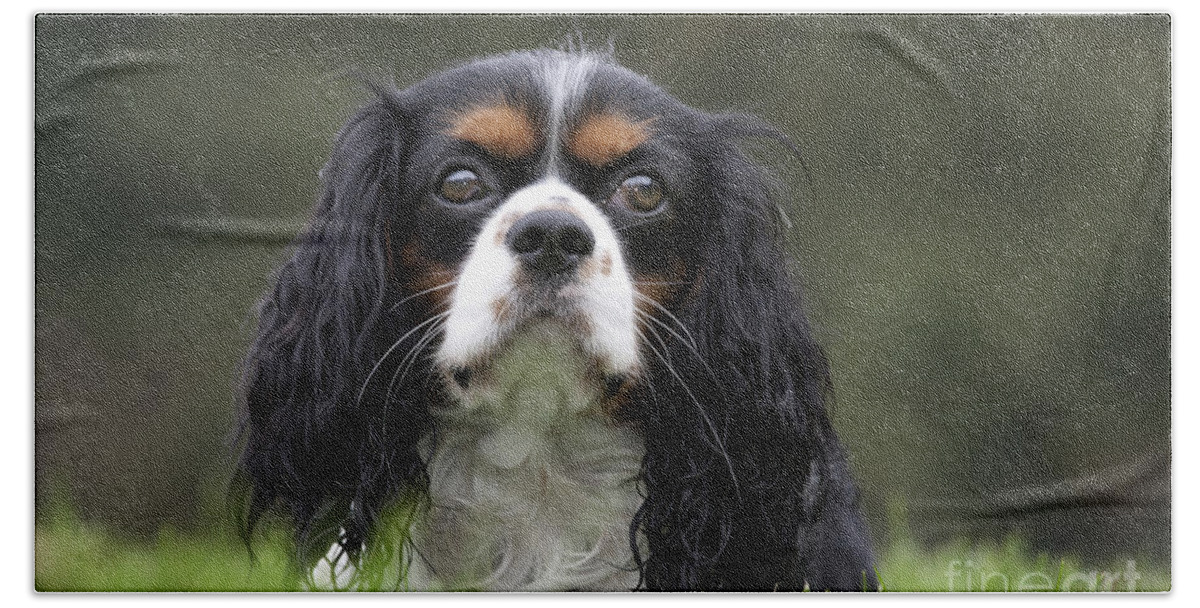 Cavalier King Charles Spaniel Beach Towel featuring the photograph 111216p256 by Arterra Picture Library