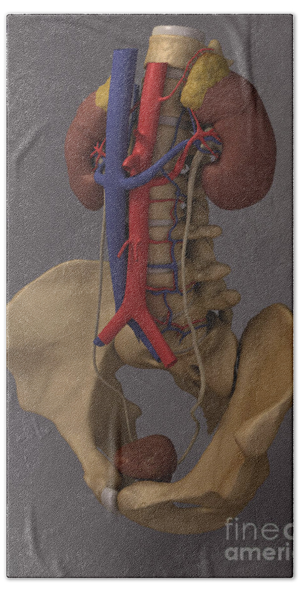 Skeleton Beach Towel featuring the photograph The Renal System #12 by Science Picture Co