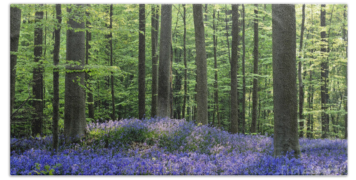 Bluebells Beach Towel featuring the photograph 120206p191 by Arterra Picture Library