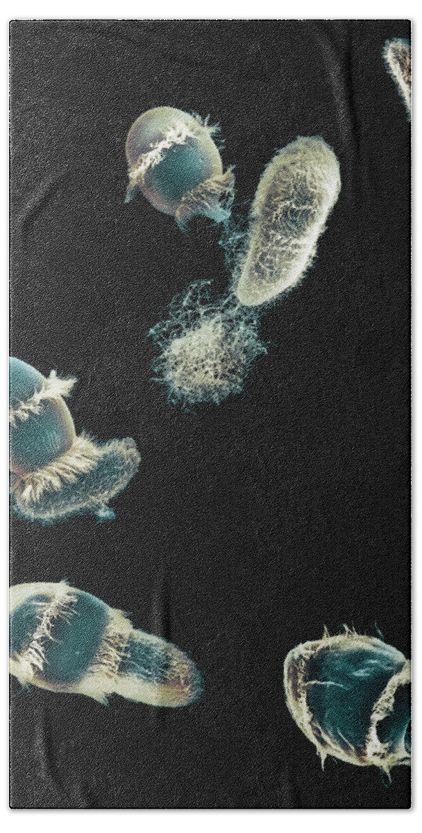 Feeding Beach Towel featuring the photograph Didinium Ingesting Paramecium #13 by Greg Antipa
