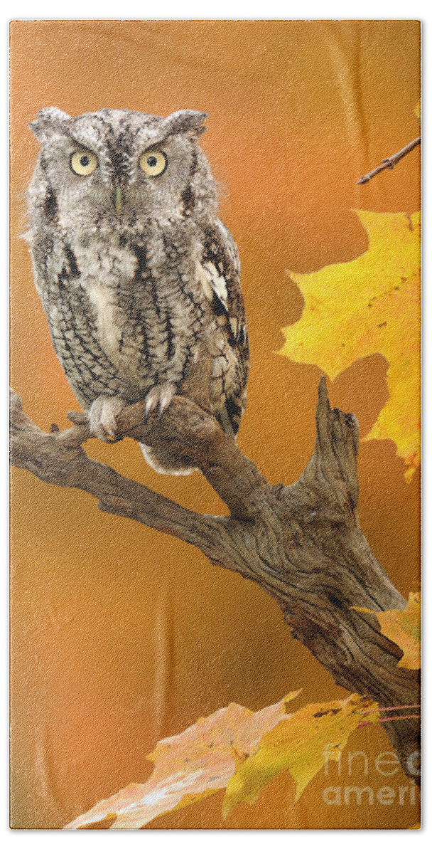 Eastern Screech Owl Beach Towel featuring the photograph Eastern Screech Owl #13 by Scott Linstead