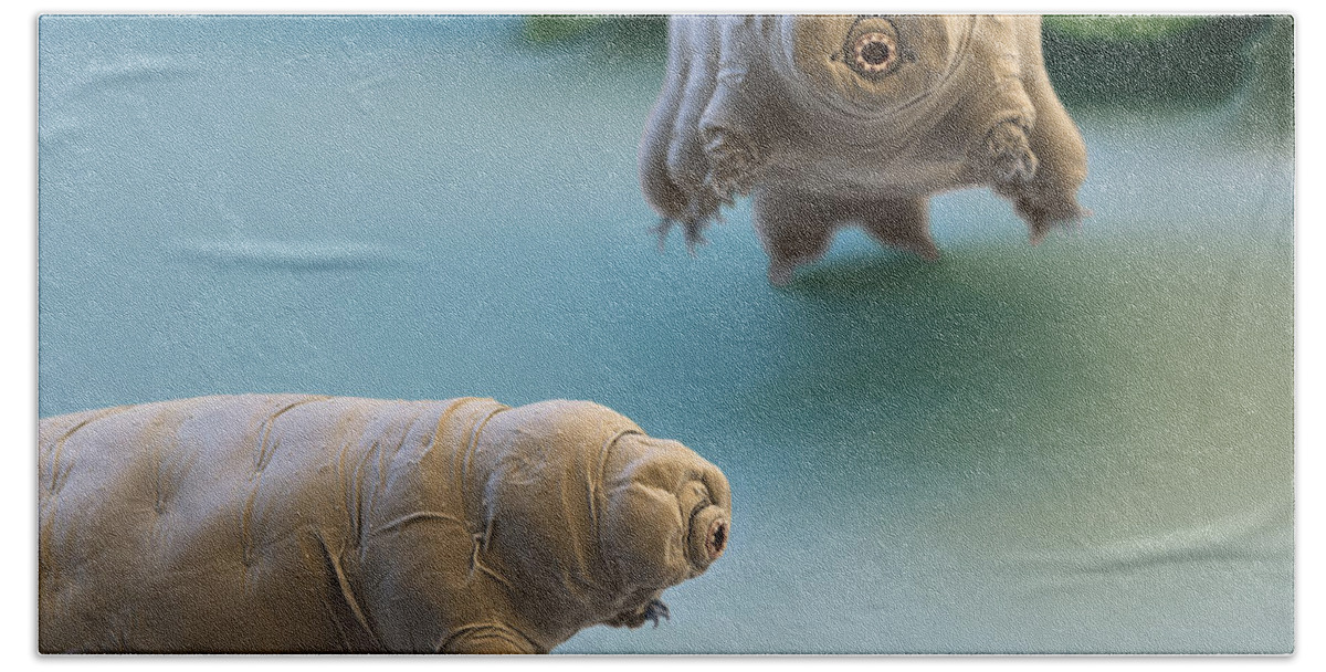 Paramacrobiotus Fairbanki Beach Towel featuring the photograph Water Bear #13 by Eye of Science and Science Source