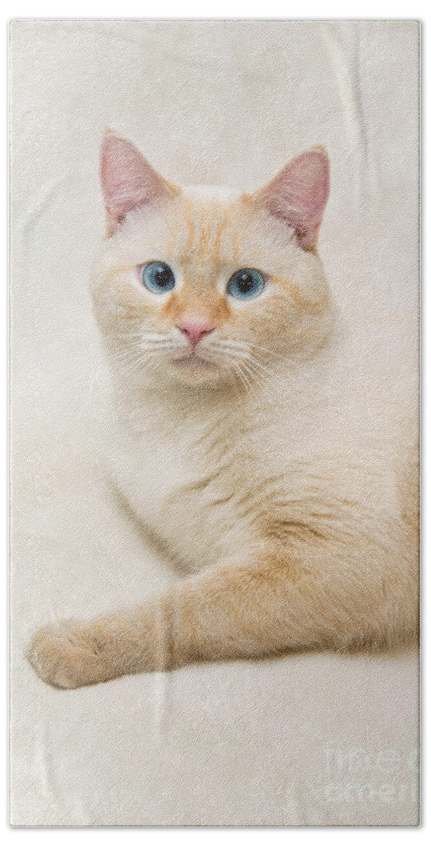 Blue Eyes Beach Towel featuring the photograph Flame Point Siamese Cat #14 by Amy Cicconi