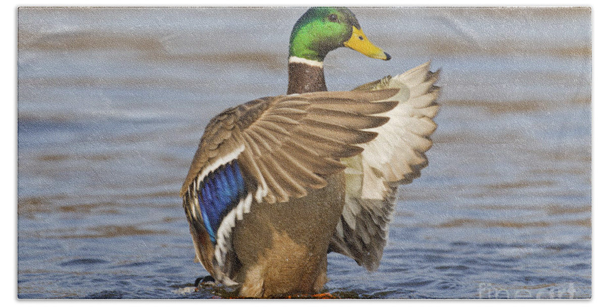 Mallard Beach Towel featuring the photograph 140314p301 by Arterra Picture Library
