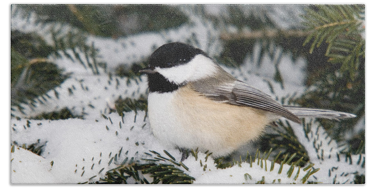 North America Beach Towel featuring the photograph Black-capped Chickadee #15 by Linda Freshwaters Arndt