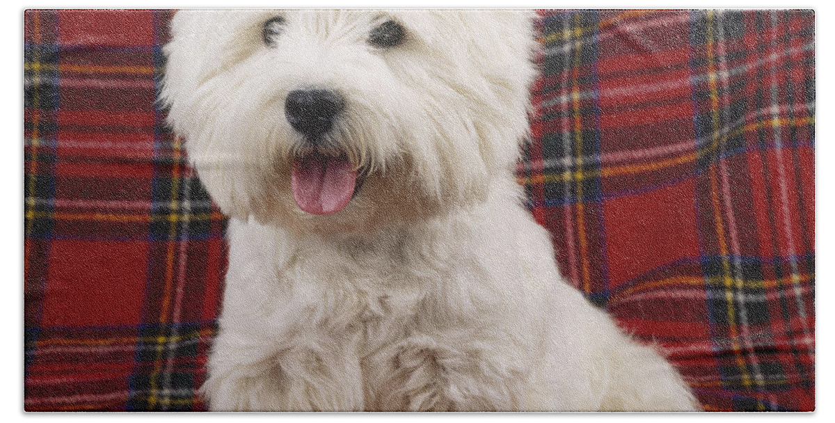 West Highland White Terrier Beach Towel featuring the photograph West Highland White Terrier #15 by John Daniels