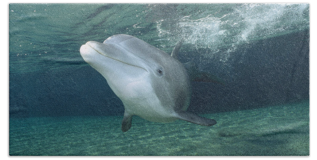 00088408 Beach Towel featuring the photograph Bottlenose Dolphin by Flip Nicklin