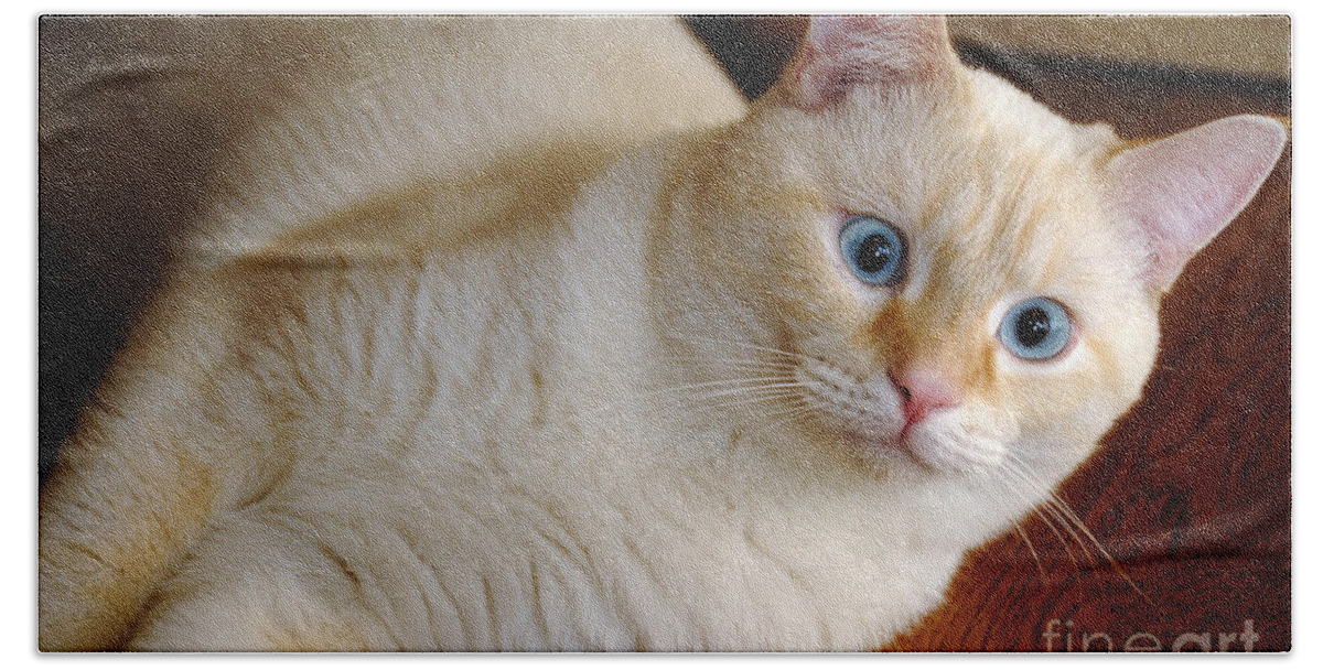 Blue Eyes Beach Towel featuring the photograph Flame Point Siamese Cat #17 by Amy Cicconi