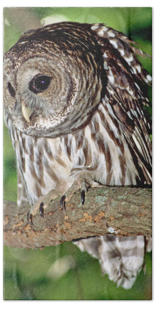 Barred Owl Beach Towel featuring the photograph Barred Owl #18 by Millard H. Sharp