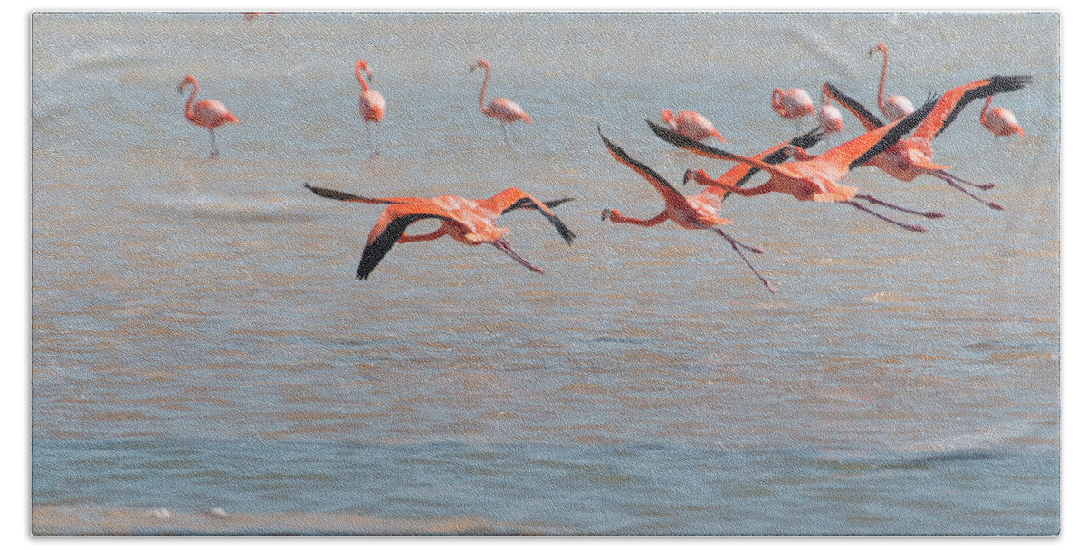 Mexico Yucatan Beach Towel featuring the digital art Flamingos #18 by Carol Ailles