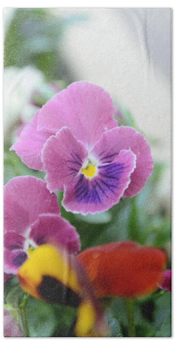 Art Beach Towel featuring the photograph Viola Tricolor Heartsease #18 by Michael Goyberg