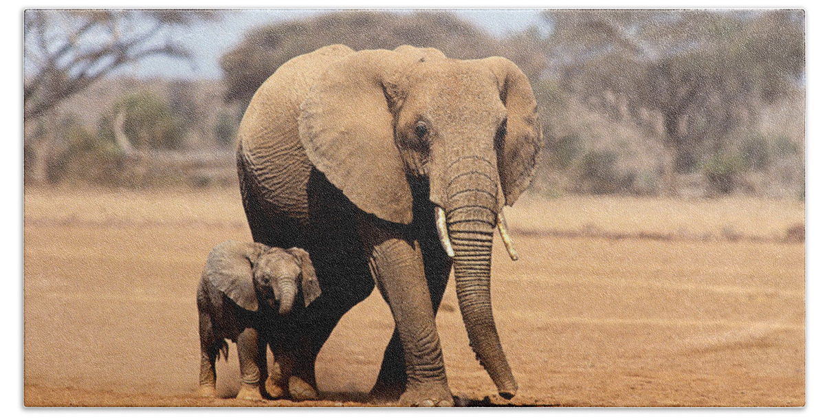 Adult Beach Towel featuring the photograph African Elephant Loxodonta Africana #19 by Gerard Lacz