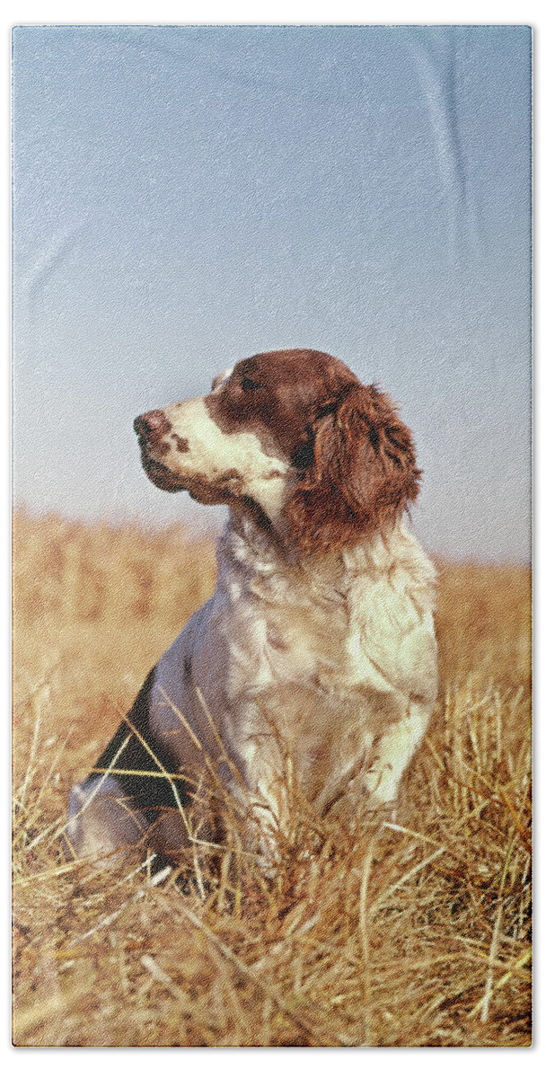 Photography Beach Towel featuring the photograph 1970s Hunting Dog In Autumn Field by Vintage Images