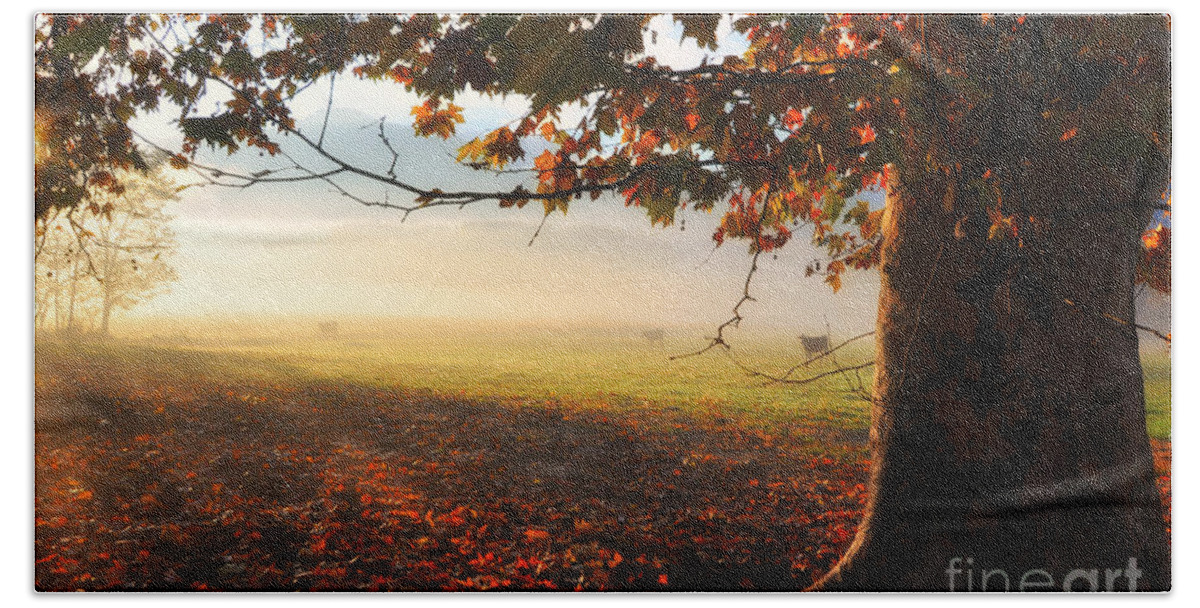 Tree Beach Sheet featuring the photograph Autumn tree #2 by Mats Silvan