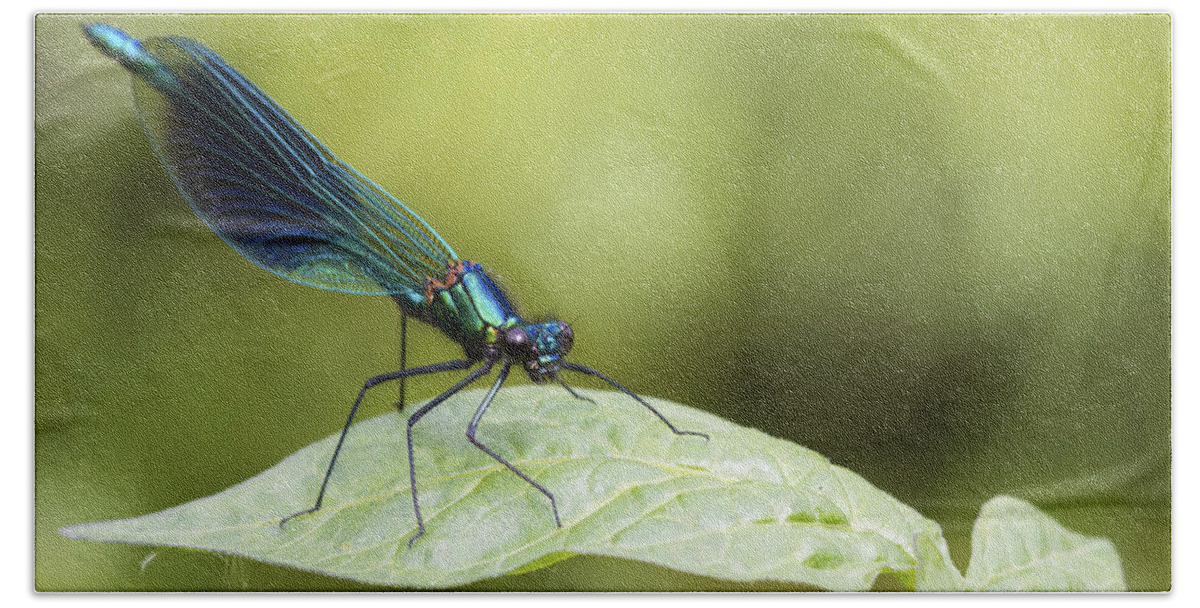 Banded Demoiselle Beach Towel featuring the photograph Banded demoiselle digital art by Chris Smith