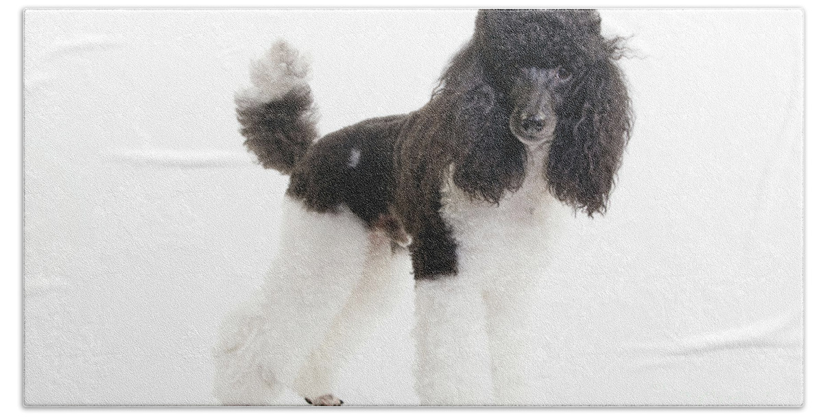Poodle Beach Towel featuring the photograph Black And White Poodle #2 by Jean-Michel Labat