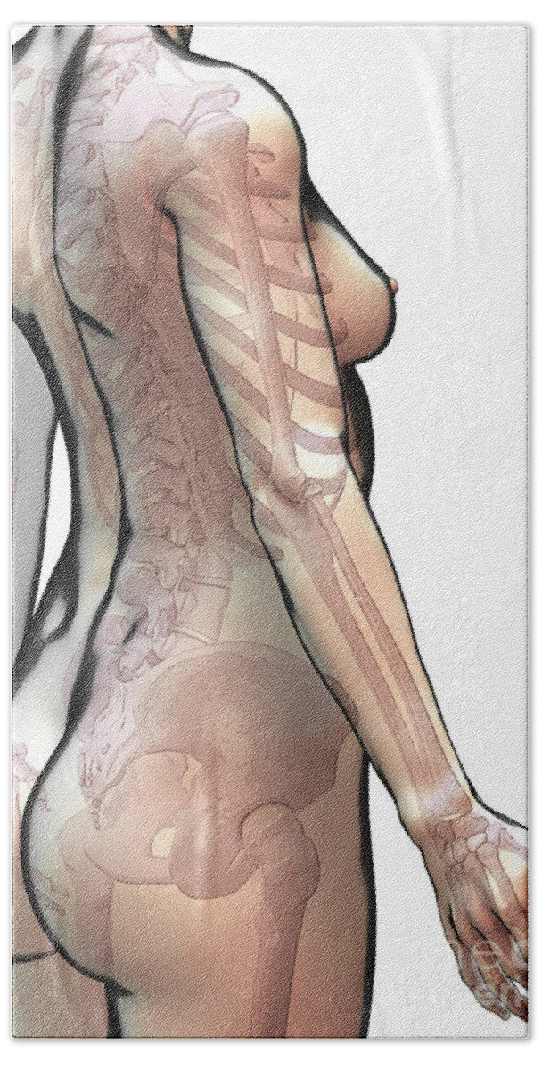 Digitally Generated Image Beach Sheet featuring the photograph Bones Of The Upper Body Female #2 by Science Picture Co