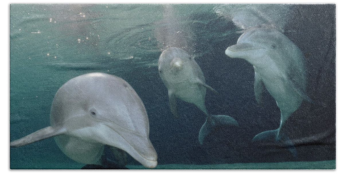 Feb0514 Beach Towel featuring the photograph Bottlenose Dolphin Trio Hawaii #2 by Flip Nicklin