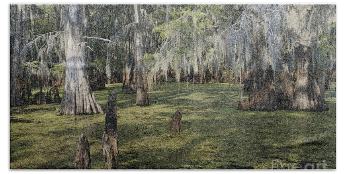 Bald Cypress Beach Towel featuring the photograph Caddo Lake, Texas #2 by Gregory G. Dimijian, M.D.