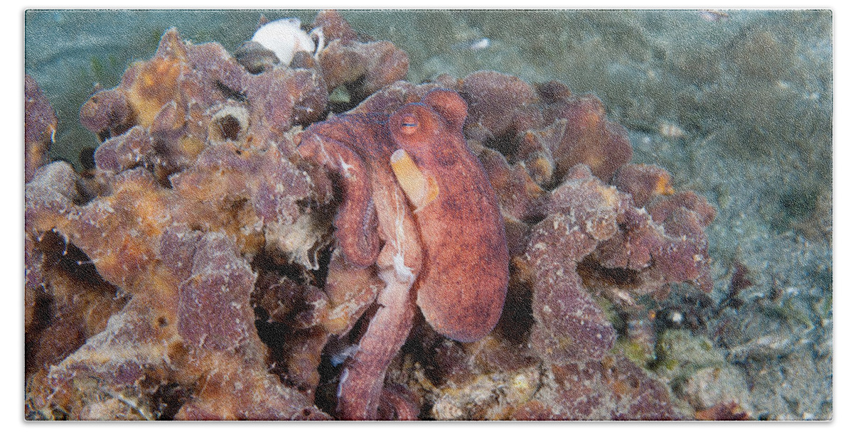 Common Octopus Beach Towel featuring the photograph Common Octopus #2 by Andrew J. Martinez