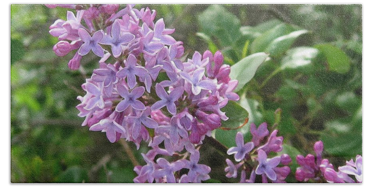 Common Purple Lilac Beach Sheet featuring the painting Common Purple Lilac #1 by J McCombie