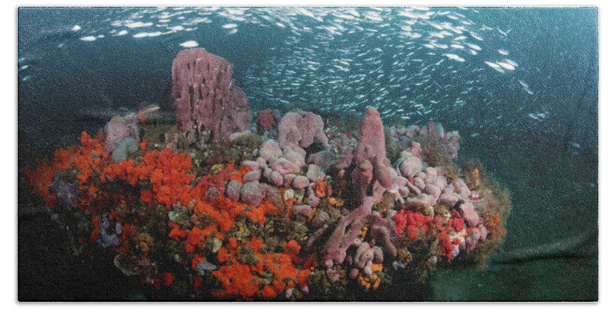 Feb0514 Beach Towel featuring the photograph Coral And Schooling Fish Grays Reef Nms #2 by Flip Nicklin