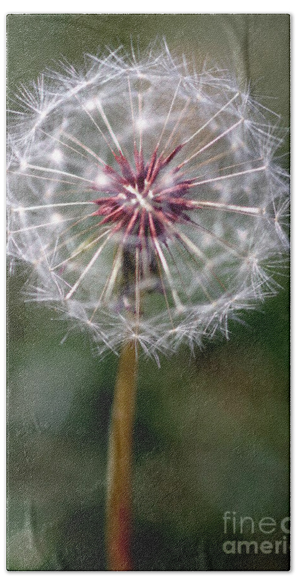 Abstract Beach Towel featuring the photograph Dandelion Seed Head #2 by Henrik Lehnerer