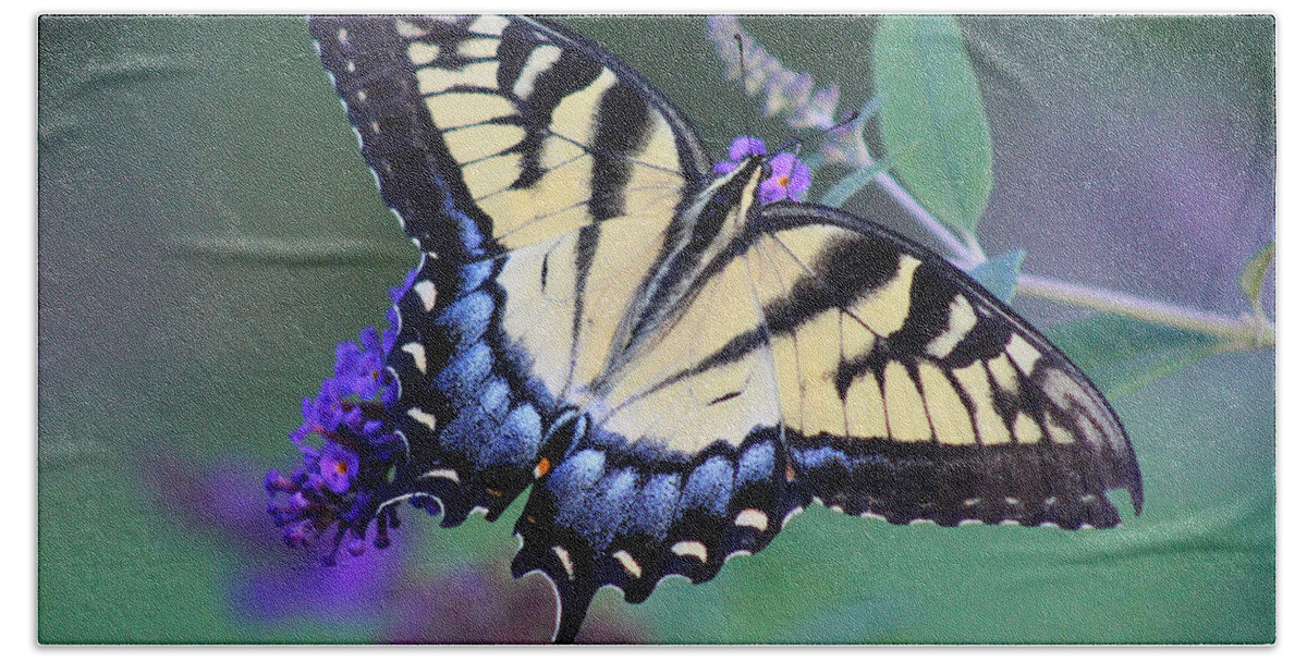 Butterfly Beach Towel featuring the photograph Eastern Tiger Swallowtail Butterfly on Butterfly Bush #3 by Karen Adams