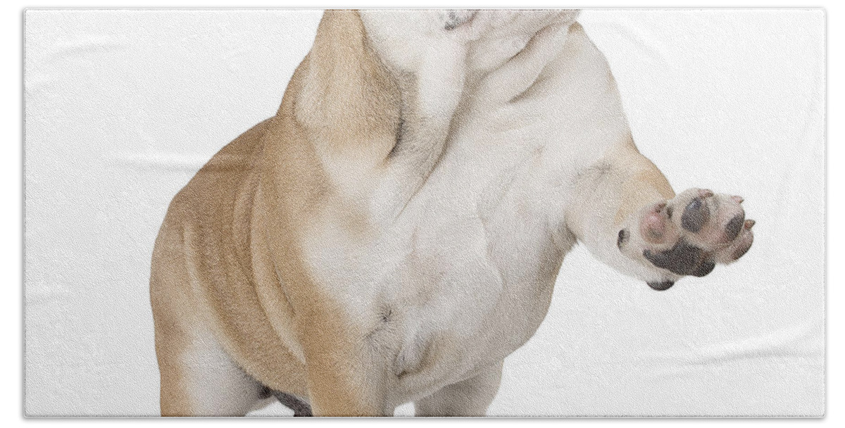 Dog Beach Towel featuring the photograph English Bulldog Puppy #2 by Jean-Michel Labat