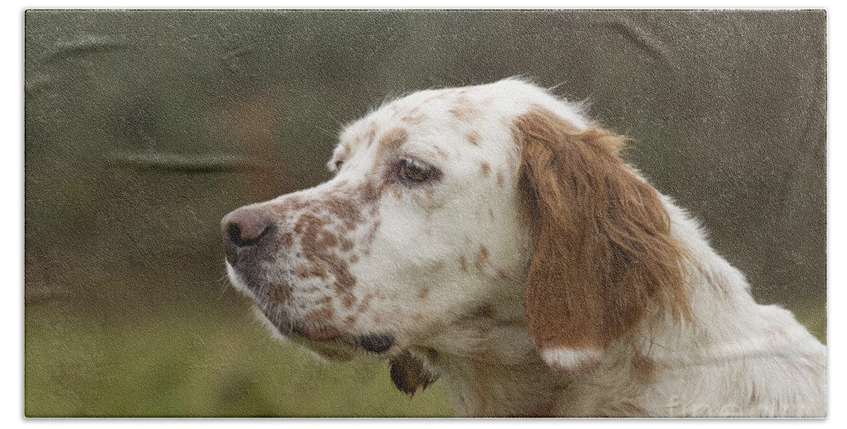 Dog Beach Towel featuring the photograph English Setter #2 by Jean-Michel Labat