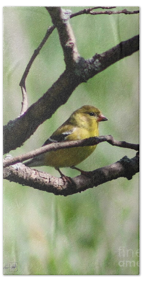 American Goldfinch Beach Towel featuring the photograph Female American Goldfinch #2 by J McCombie