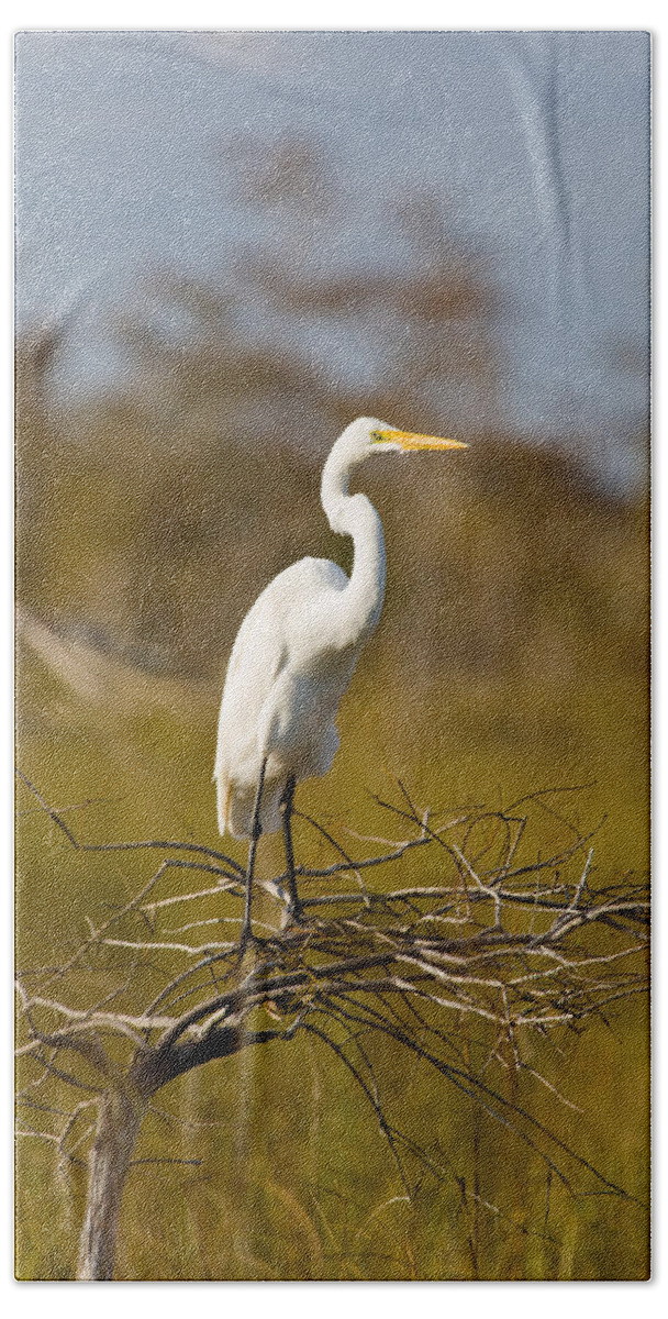 Egret Beach Towel featuring the photograph Great White Egret #2 by Raul Rodriguez