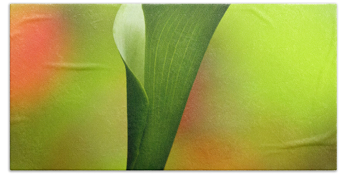 Calla Beach Towel featuring the photograph Green Calla Lily by Heiko Koehrer-Wagner