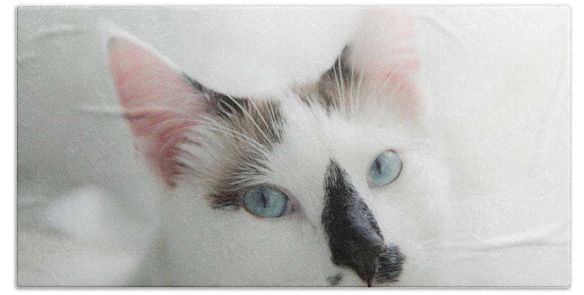 Domestic Cat Beach Towel featuring the photograph Hamish by Theresa Tahara