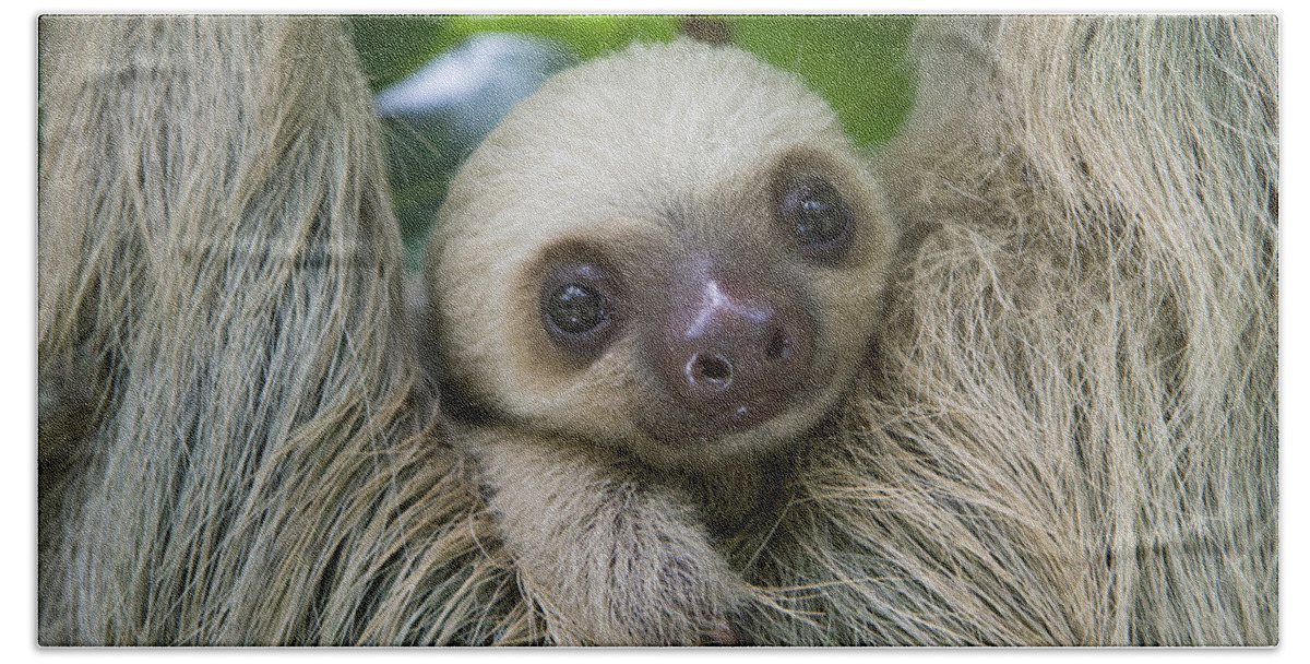 Suzi Eszterhas Beach Towel featuring the photograph Hoffmanns Two-toed Sloth And Old Baby by Suzi Eszterhas