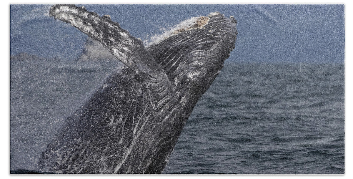 Hiroya Minakuchi Beach Towel featuring the photograph Humpback Whale Breaching Prince William #2 by Hiroya Minakuchi