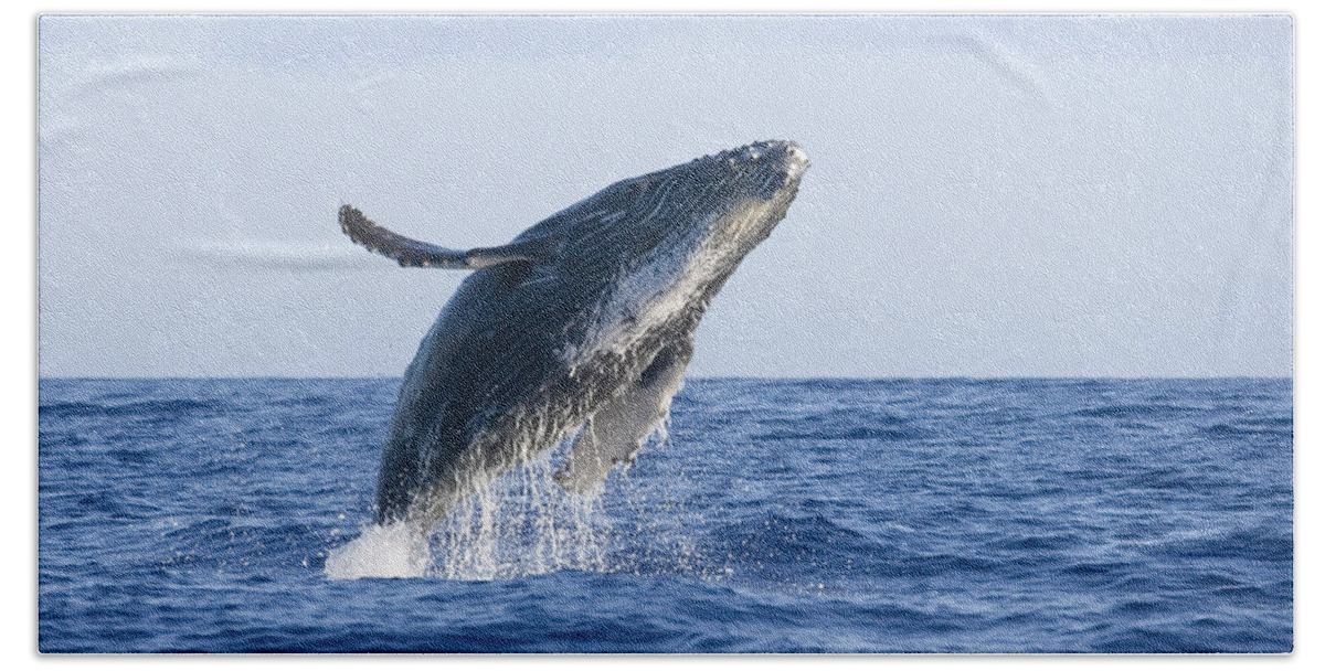 Above Beach Towel featuring the photograph Humpback whale #2 by M Swiet Productions