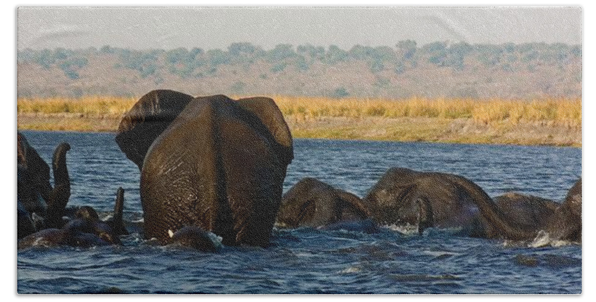 Elephants Beach Sheet featuring the photograph Kalahari Elephants Crossing Chobe River #1 by Amanda Stadther