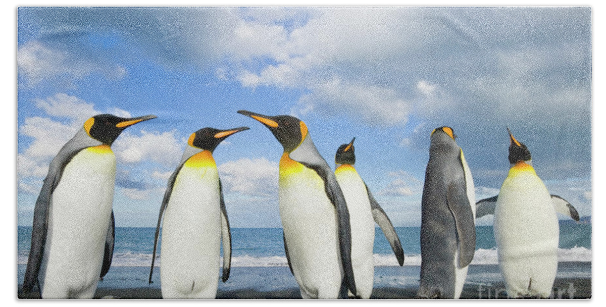 00345362 Beach Towel featuring the photograph King Penguins in Gold Harbour by Yva Momatiuk John Eastcott