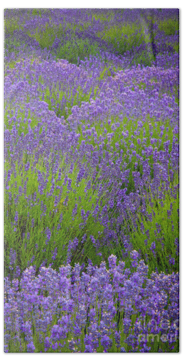 America Beach Towel featuring the photograph Lavender Study #2 by Inge Johnsson