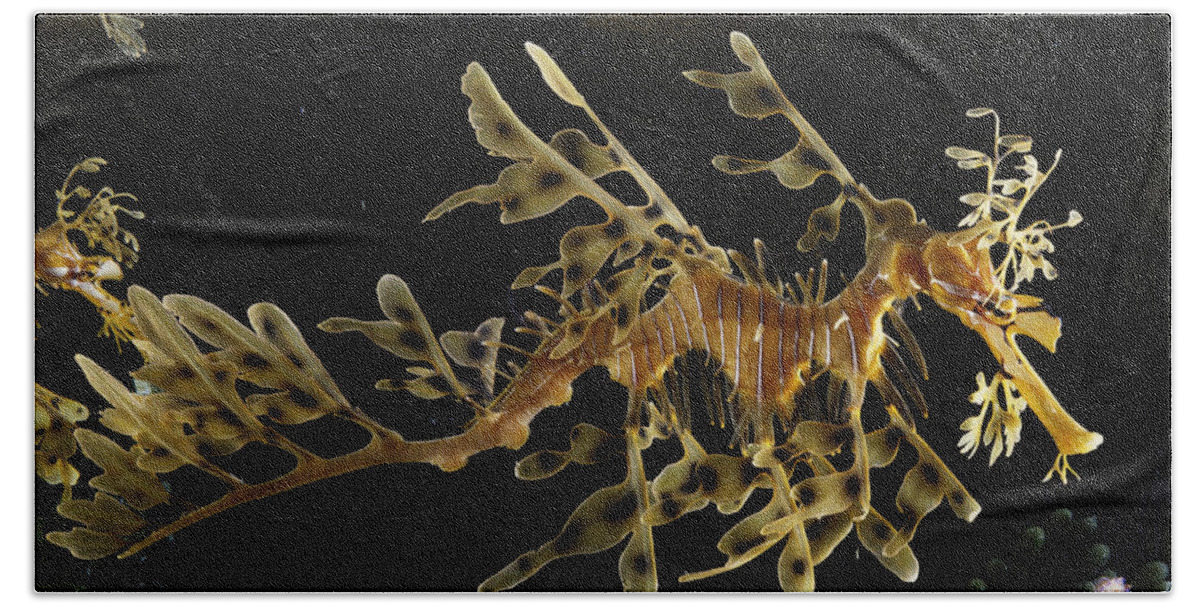Actinopterygii Beach Towel featuring the photograph Leafy Sea Dragon by Paul Zahl