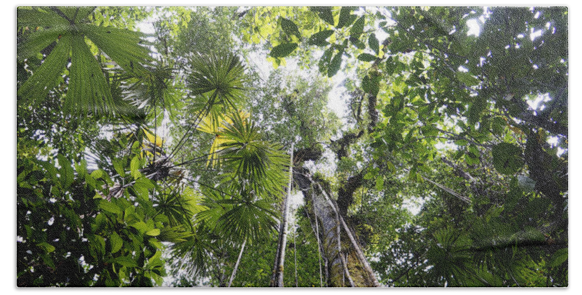 Feb0514 Beach Towel featuring the photograph Looking Up To Rainforest Canopy Costa #2 by Hiroya Minakuchi