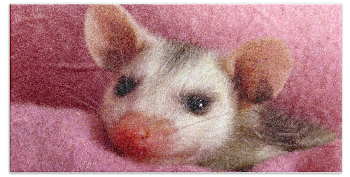 Opossum Beach Towel featuring the photograph Lovey #2 by Art Dingo