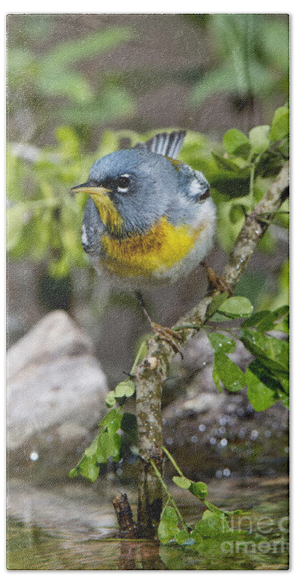 Northern Parula Beach Towel featuring the photograph Northern Parula #2 by Anthony Mercieca