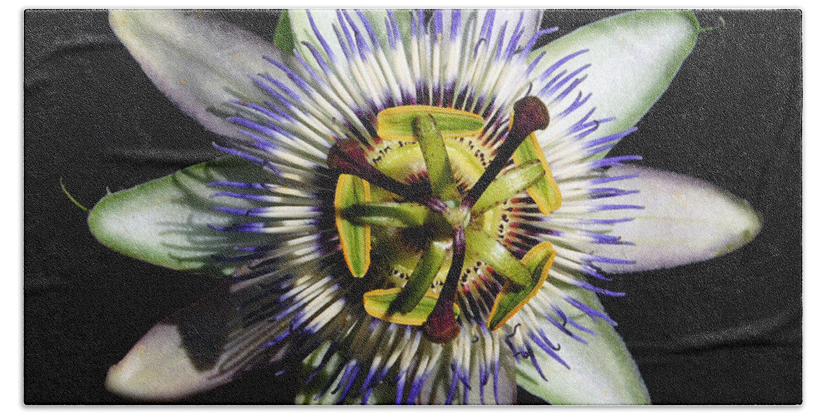 Passion Flower Beach Towel featuring the photograph Passion Flower #1 by Debra Thompson