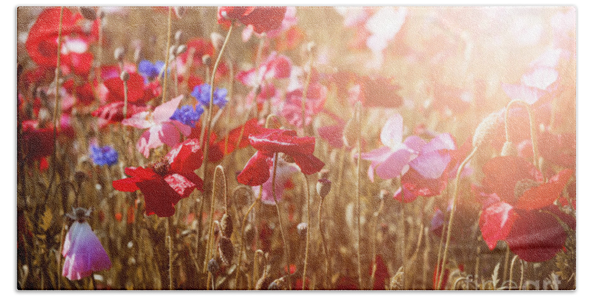 Poppies Beach Towel featuring the photograph Poppies in sunny meadow by Elena Elisseeva