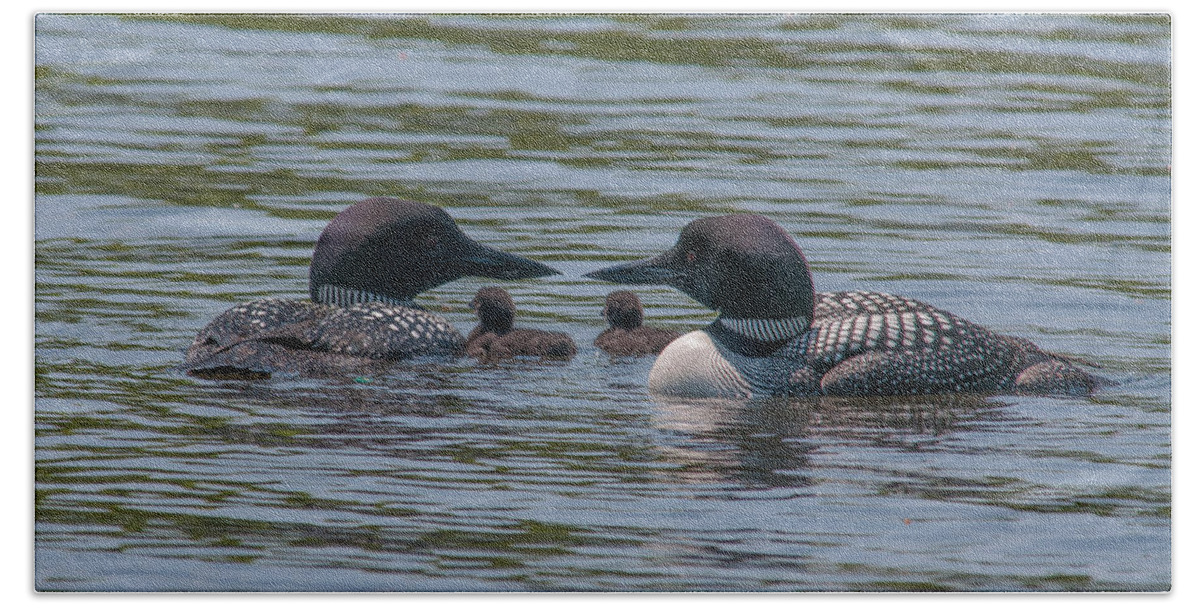 Common Loon Beach Towel featuring the photograph Proud Parents #2 by Brenda Jacobs